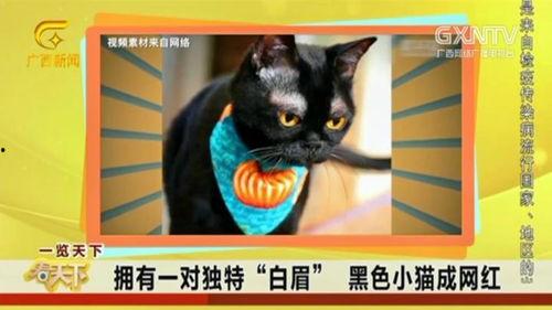 猫神被爆料黑历史视频,揭秘网络红人的真实面目 第3张 猫神被爆料黑历史视频,揭秘网络红人的真实面目 第3张
